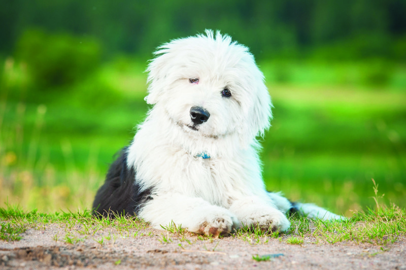 shutterstock_298710869