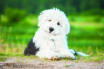 shutterstock_298710869