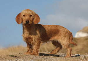 basset_fauve_de_bretagne