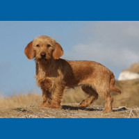 basset_fauve_de_bretagne