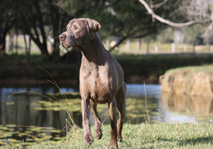 weimaraner