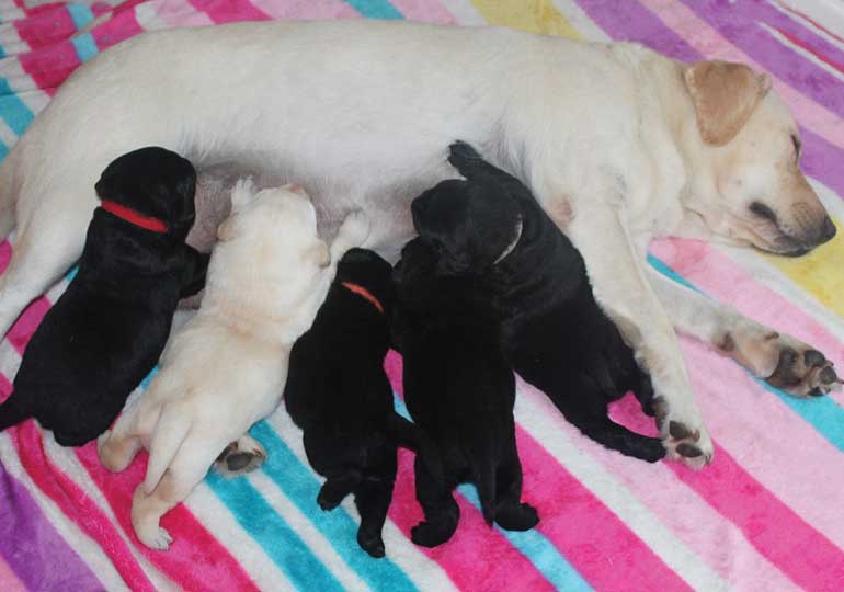 Breeder Gallery Large Image