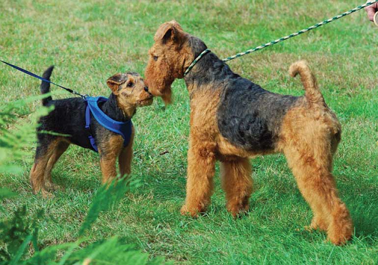 Breeder - Ms Susan Jolly