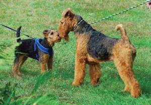 Breeder - Ms Susan Jolly
