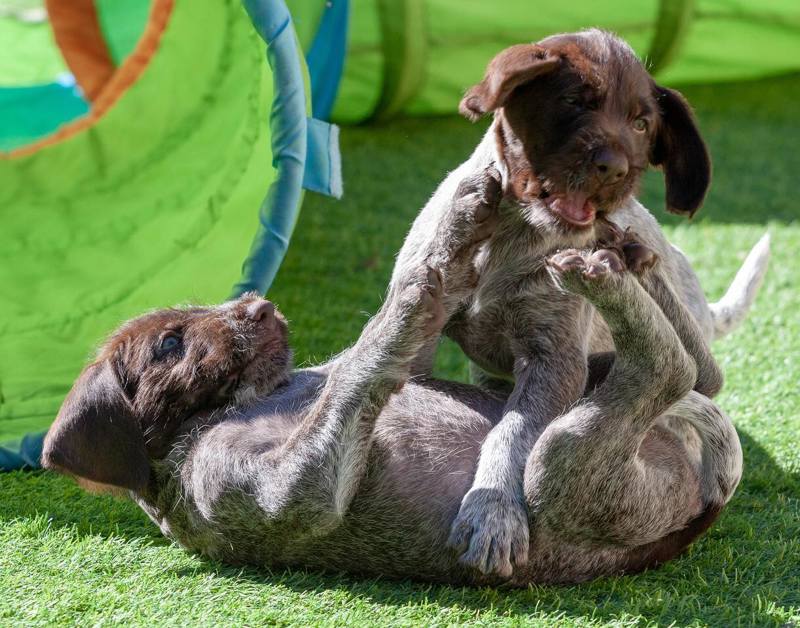 German Wirehaired Pointer puppies