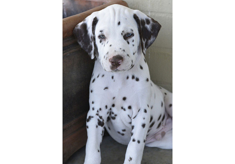 Breeder Gallery Large Image