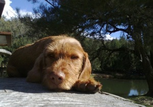 Breeder - Ms Louise Bennett