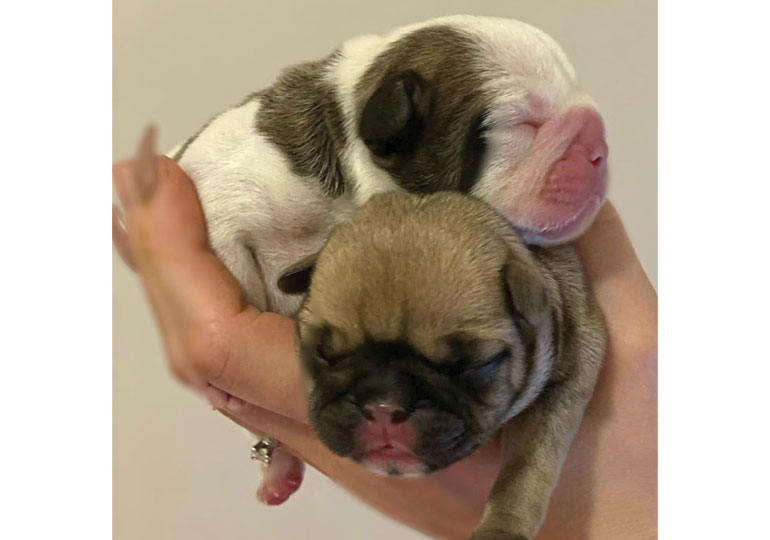 Breeder Gallery Large Image