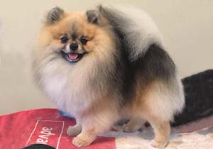 Breeder - Mr Mario Cardona