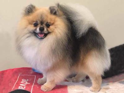 EUROPUPS