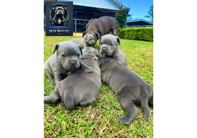 Breeder Gallery Large Image