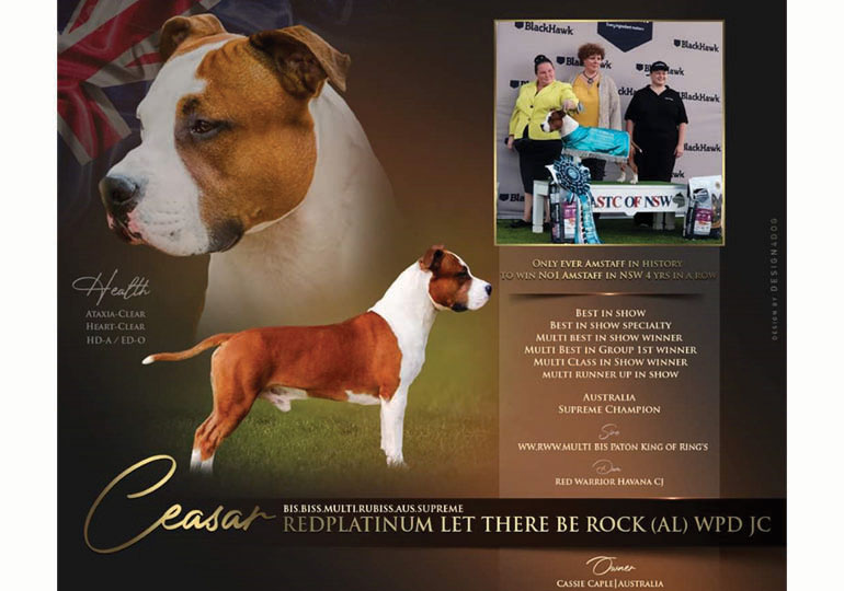 Breeder - Mrs Cassie Caple