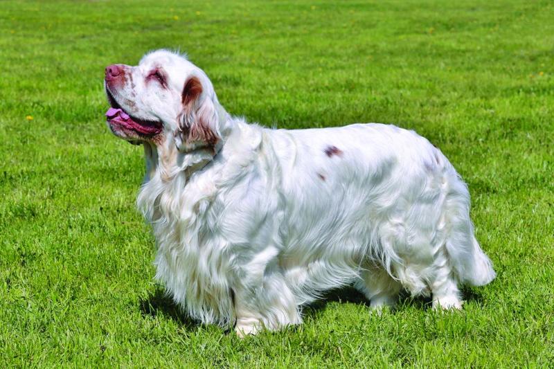 Clumber Spaniel