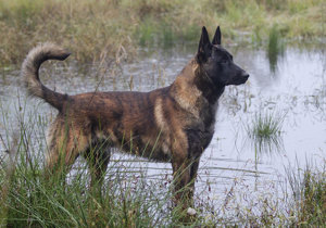 dutch_shepherd