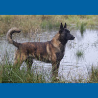 dutch_shepherd