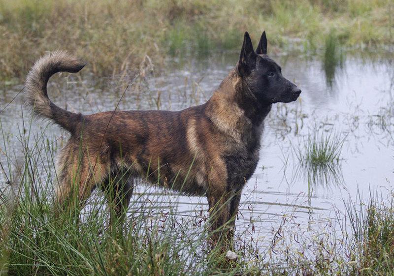 dutch_shepherd