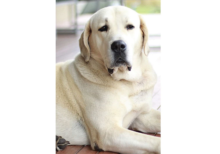 Breeder - Ms Julie Deem