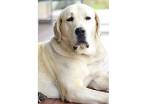 Breeder - Ms Julie Deem