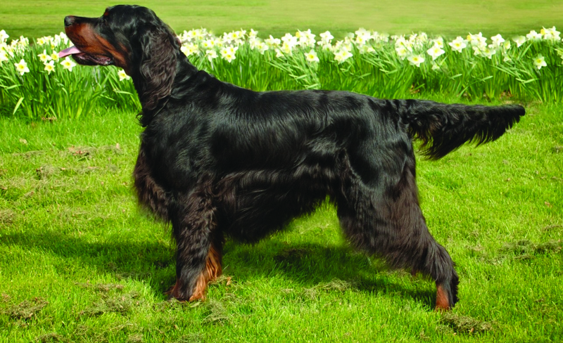 Gordon Setter