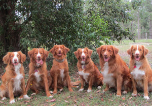 Breeder - Mrs Tina Paul