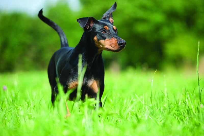 German Pinscher front