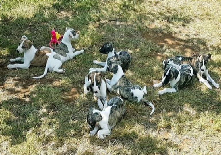 Breeder - Mrs Denni Maxwell