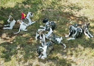 Breeder - Mrs Denni Maxwell