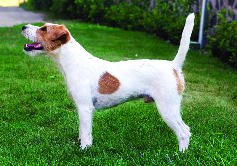 Breed Standard - Parson Russell Terrier