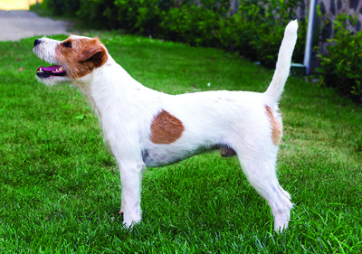 parson_russell_terrier