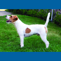 parson_russell_terrier