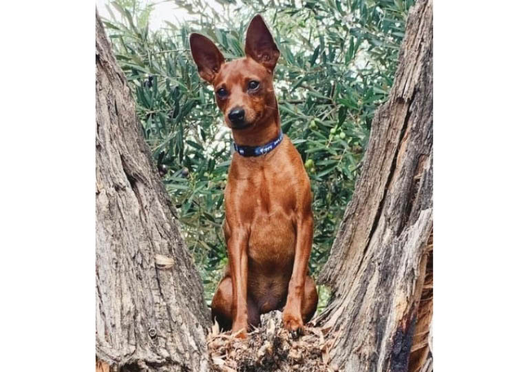 Breeder Gallery Large Image