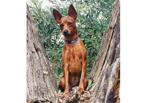 Breeder - Ms Nina Morgan