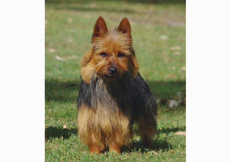 Breeder Gallery Large Image