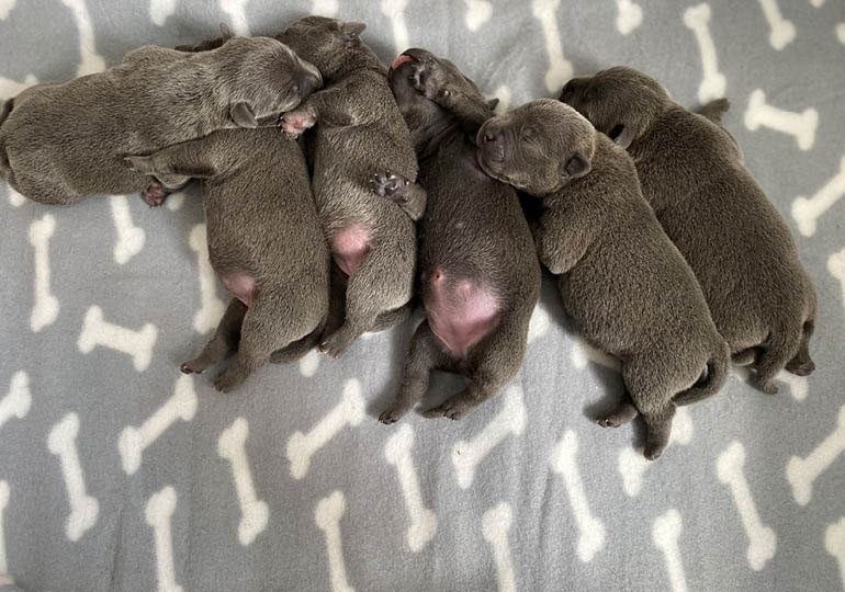 Breeder Gallery Large Image