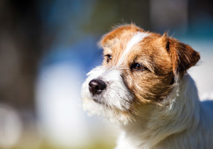 Breeder - Mrs Sarah Gaffikin