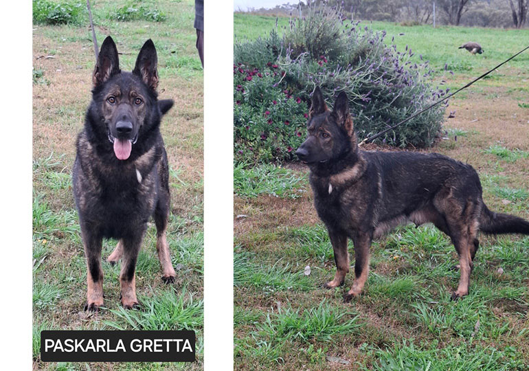 Breeder - Mrs Karla Circosta