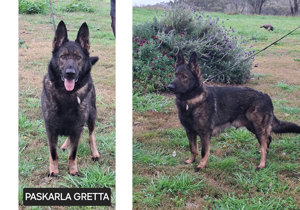 Breeder - Mrs Karla Circosta