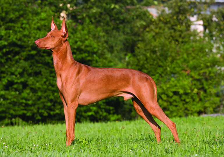 pharaoh_hound