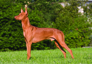 pharaoh_hound