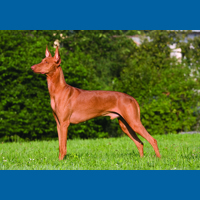 pharaoh_hound