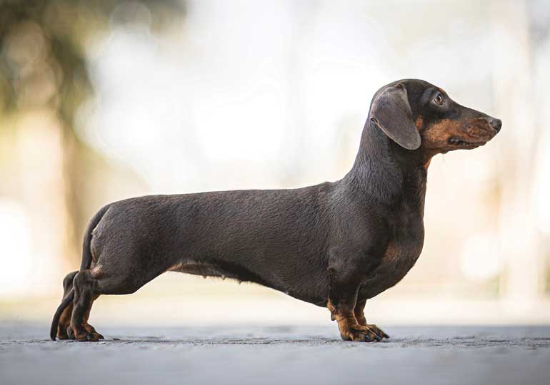 Dachshund-Kaninchen-Smooth.jpg
