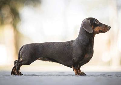 Dachshund-Kaninchen-Smooth.jpg