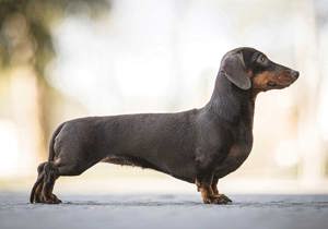Dachshund-Kaninchen-Smooth.jpg