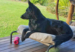 Breeder - Mrs Janine Snow