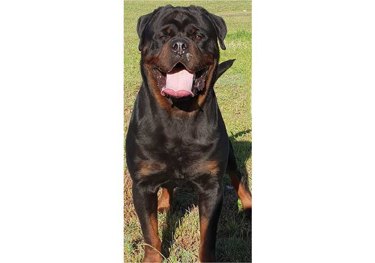 Breeder Gallery Large Image