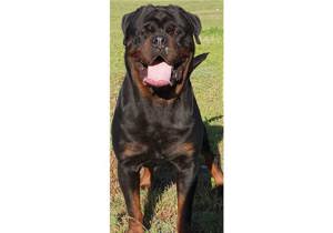 Breeder - Mr Dean Kannan