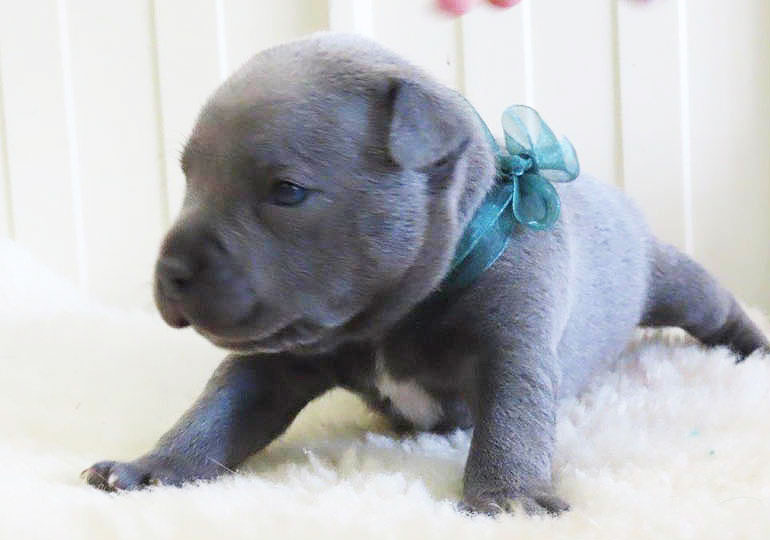 Breeder Gallery Large Image