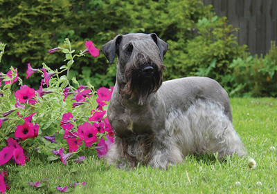 cesky_terrier