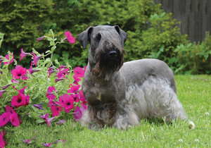 cesky_terrier