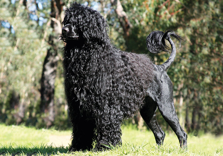 Breeder Gallery Large Image